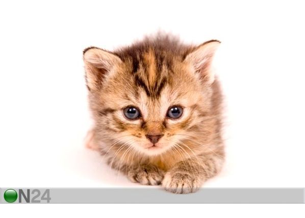 Pilt Cat At Rest On White Background 70x73 cm