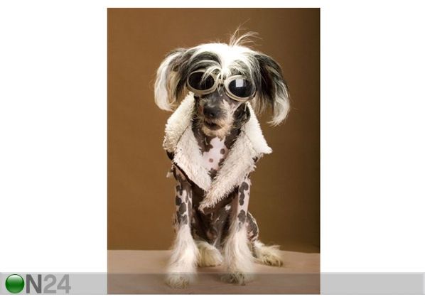 Pilt Chinese Crested Hairless 70x95 cm