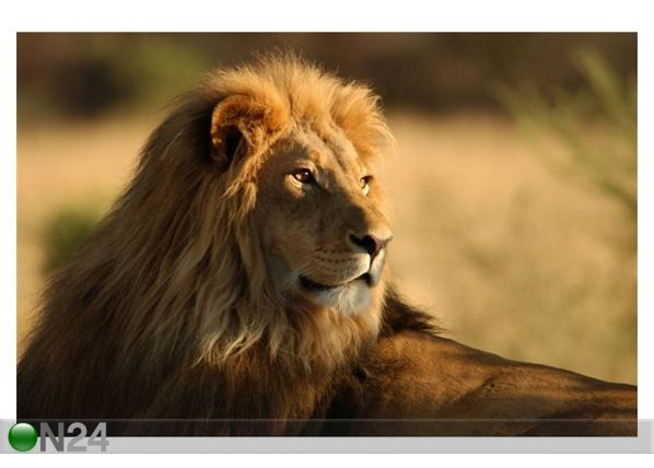 Pilt Close-up of an African Lion 169x110 cm