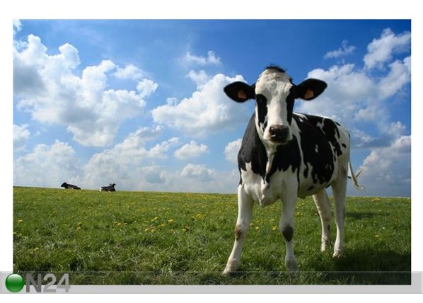 Pilt Cow In Pasture 195x130 cm
