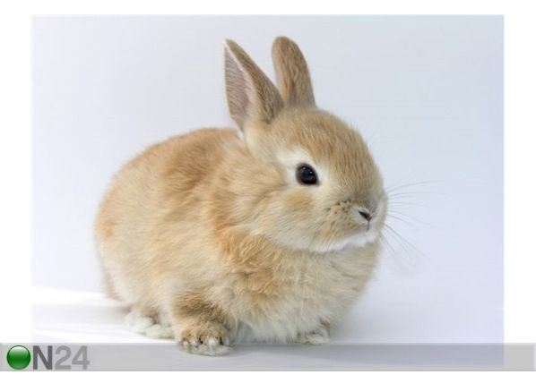 Pilt Cute Ginger Rabbit 107x80 cm