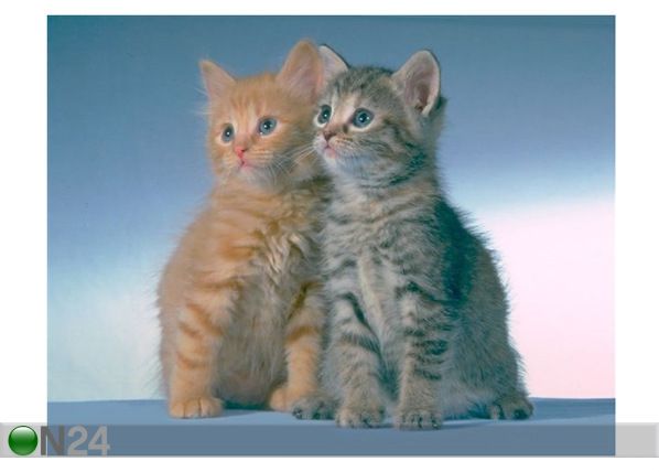 Pilt Cute Kittens 129x100 cm
