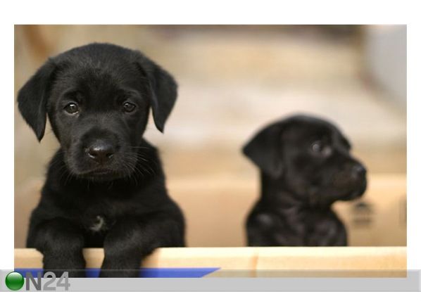 Pilt Cute Puppies 124x80 cm