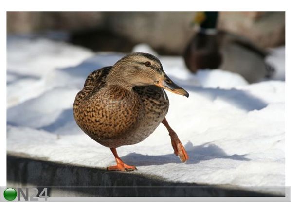 Pilt Duck 180x120 cm