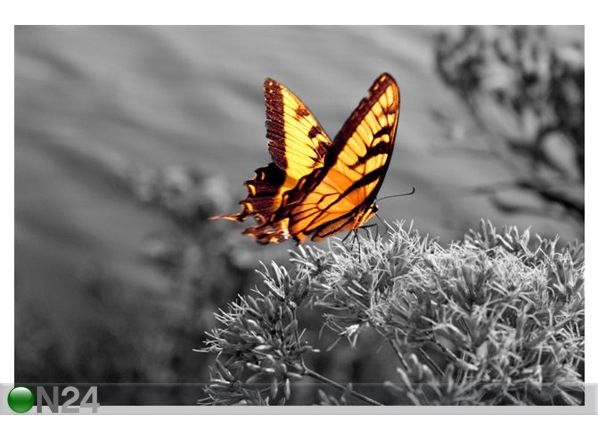 Pilt Electric Butterfly 180x120 cm