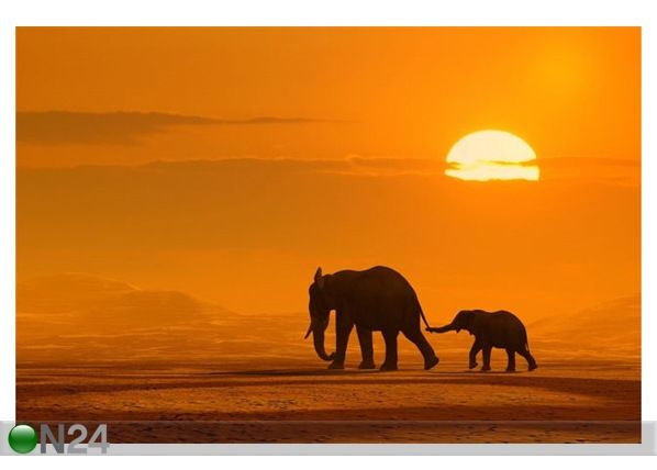 Pilt Elephants Walking 120x80 cm