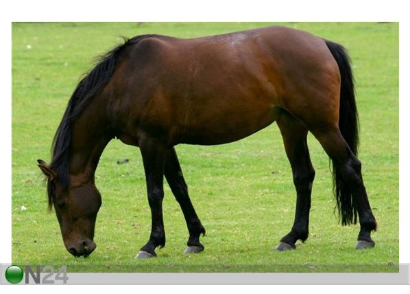 Pilt Horse 124x80 cm