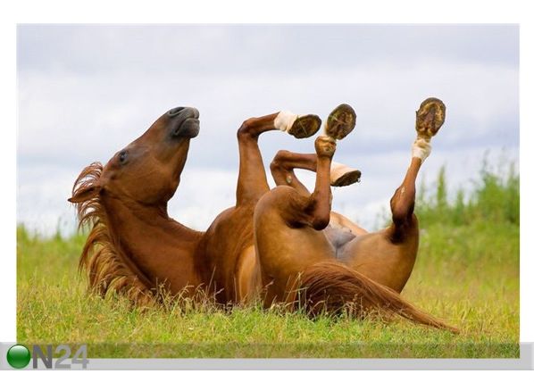 Pilt Horse Playing 90x60 cm