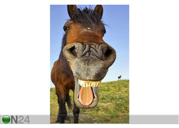 Pilt Horse with a Sense of Humor 60x90 cm