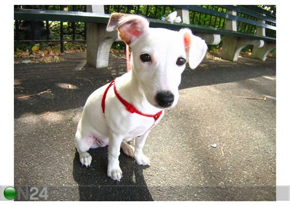Pilt Jack Russell Terrier 53x40 cm
