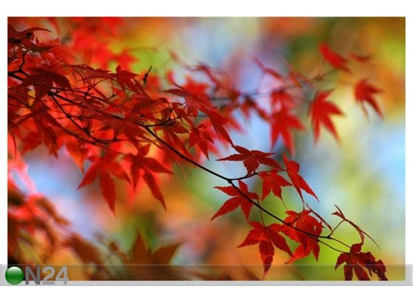 Pilt Japanese Maple1 150x100 cm