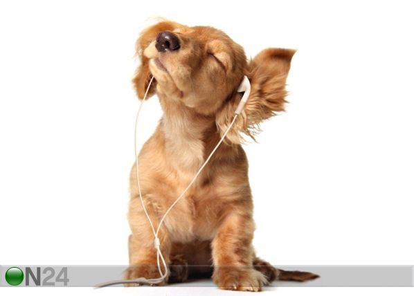 Pilt Puppy Listening to Music 50x64 cm