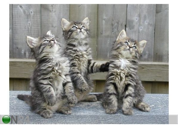 Pilt Three Kittens 80x60 cm