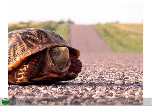 Pilt Turtle 80x60 cm