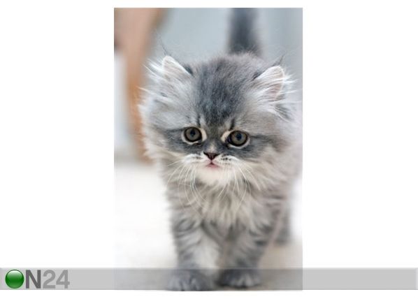 Pilt Walking Kitten 50x75 cm