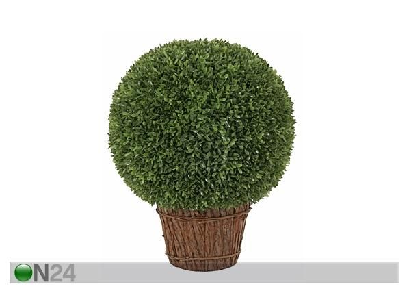 Pukspuu pall 53 cm