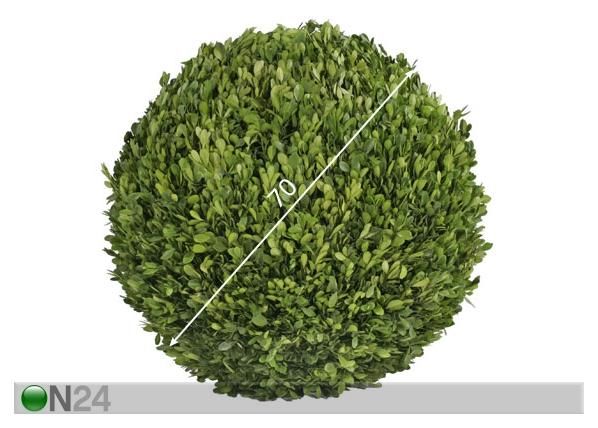 Pukspuu pall XL 70cm mõõdud