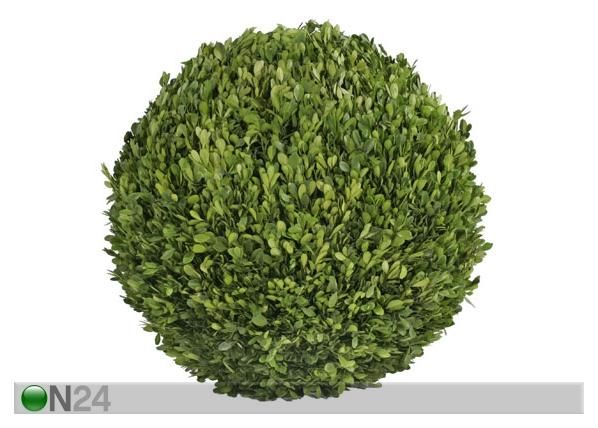 Pukspuu pall XL 70cm