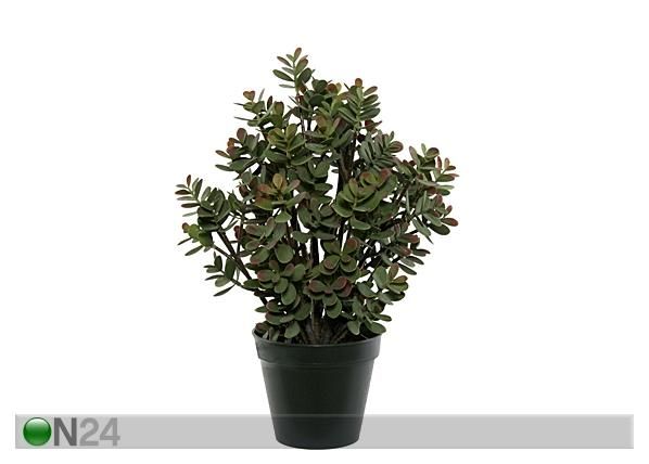 Rahapuu potis 52 cm