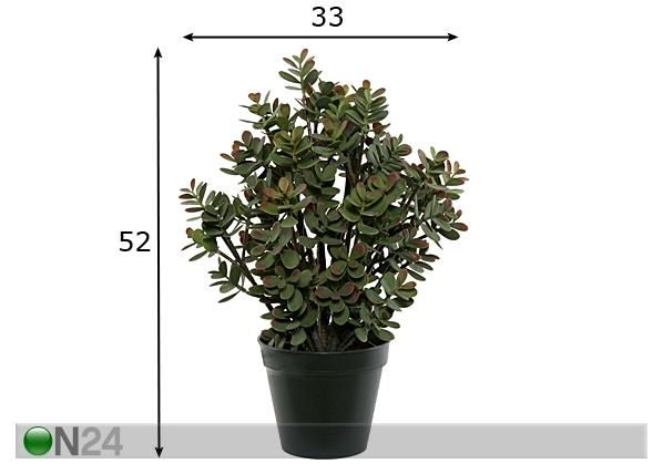 Rahapuu potis 52 cm mõõdud