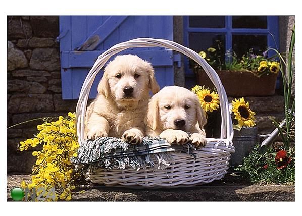 Ravensburger puzzle Kutsad korvis 50x70 cm