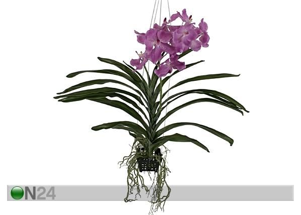 Rippuv Orhidee Vanda 70 cm mõõdud