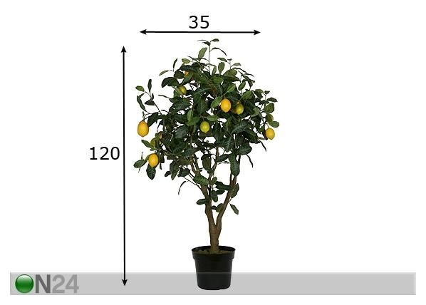Sidrunipuu 120 cm mõõdud