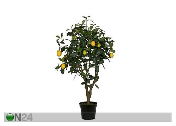 Sidrunipuu 120 cm