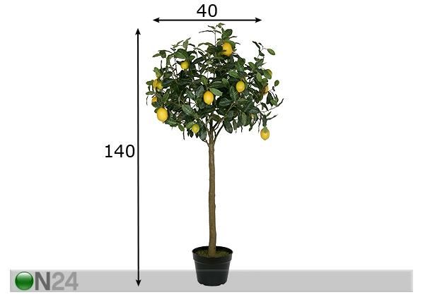 Sidrunipuu 140 cm mõõdud