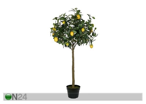 Sidrunipuu 140 cm