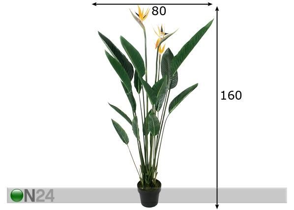Sterilizia 160 cm mõõdud