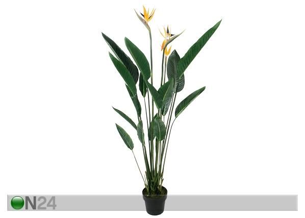 Sterilizia 160 cm