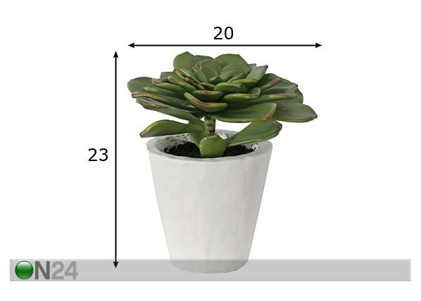 Succulent 23 cm mõõdud