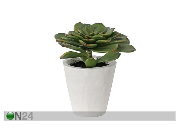 Succulent 23 cm