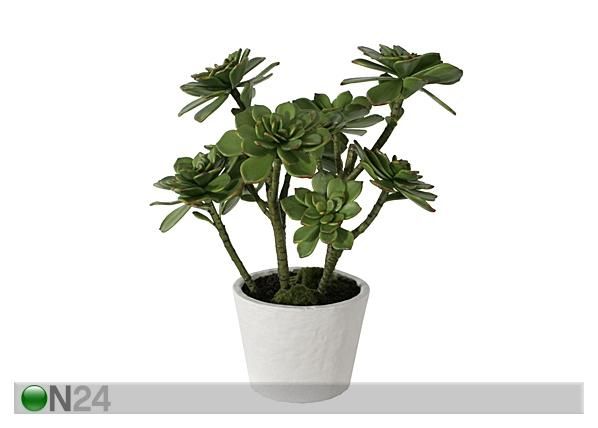 Succulent 60 cm