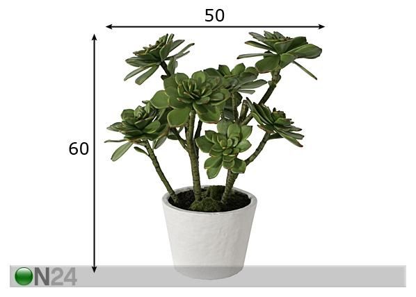 Succulent 60 cm mõõdud