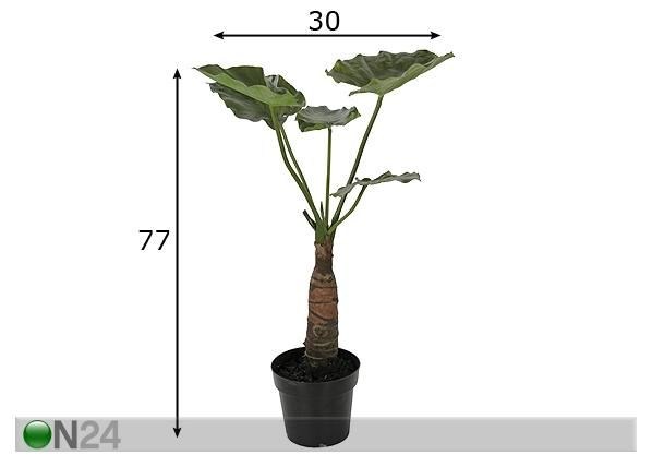 Taro 77 cm mõõdud