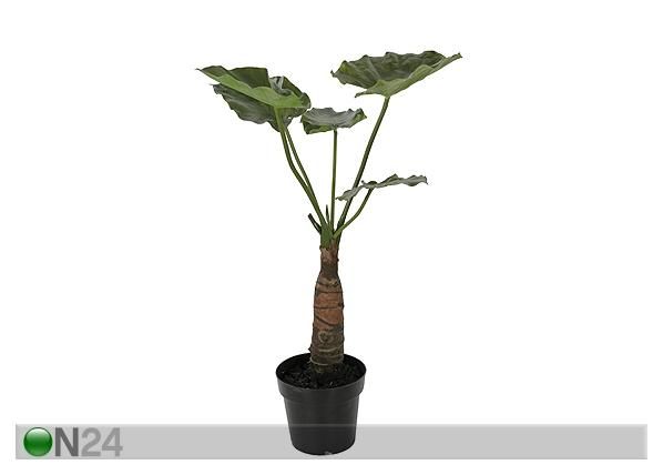 Taro 77 cm