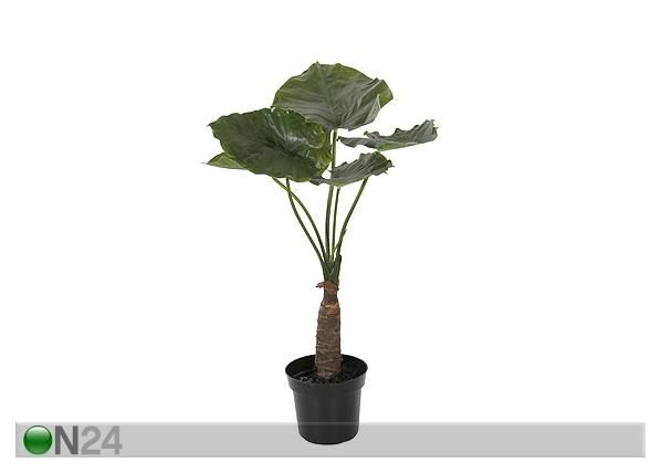 Taro 90 cm
