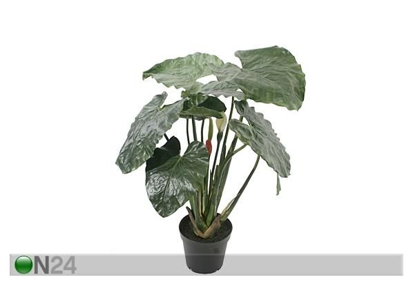 Taro taim potis 90 cm
