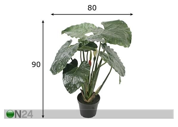 Taro taim potis 90 cm mõõdud