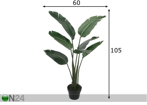Traveller palm 105 cm mõõdud