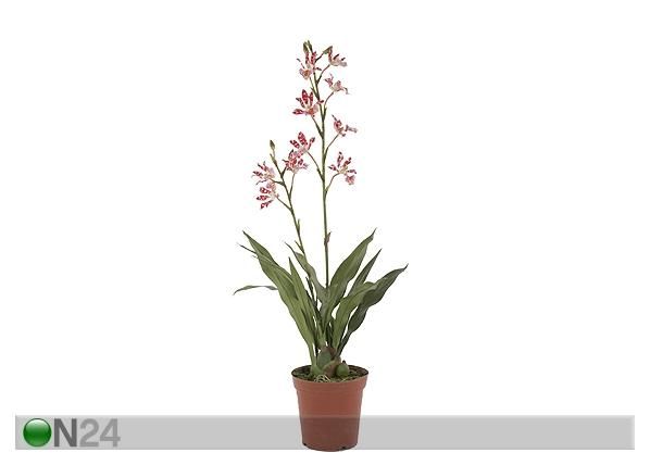 Tumepunane Orhidee sinikäpp 84 cm