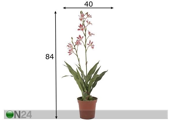 Tumepunane Orhidee sinikäpp 84 cm mõõdud
