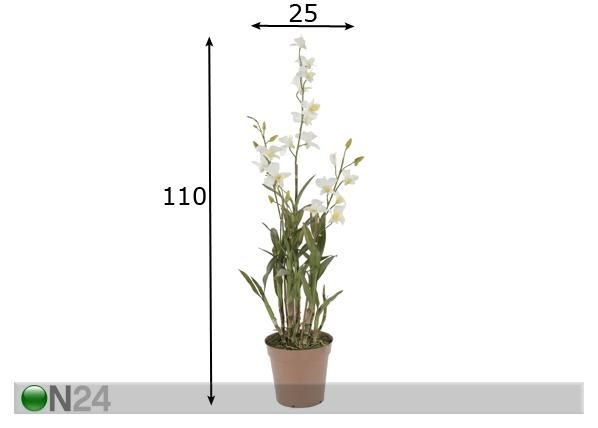 Valge Orhidee dendroobium 110 cm mõõdud