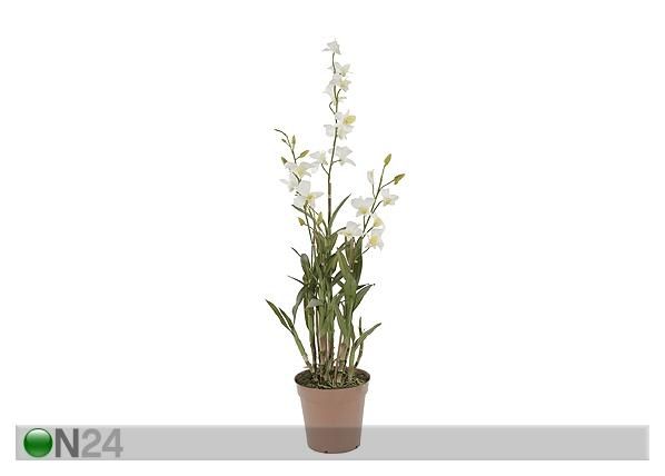 Valge Orhidee dendroobium 110 cm