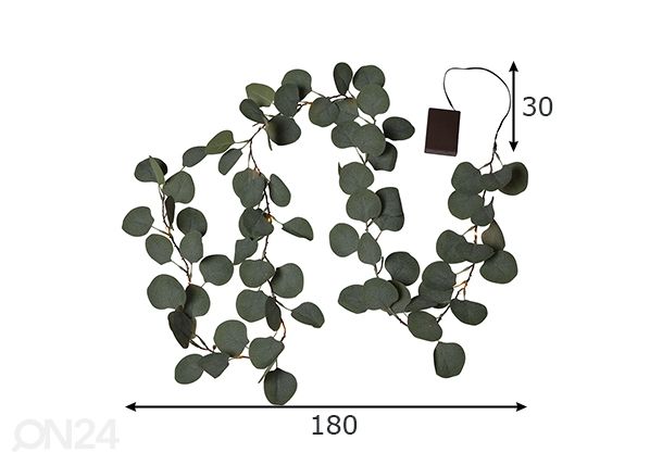 Vanik Eucalyptus mõõdud