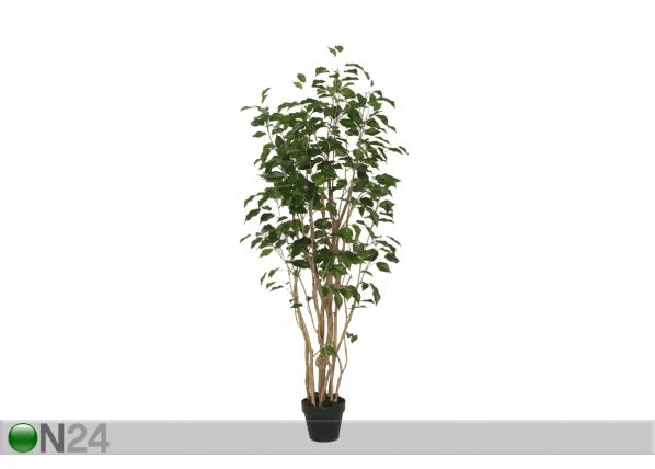 Viigipuu New Ficus potis 140 cm