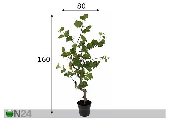 Viinamarja taim 160 cm mõõdud