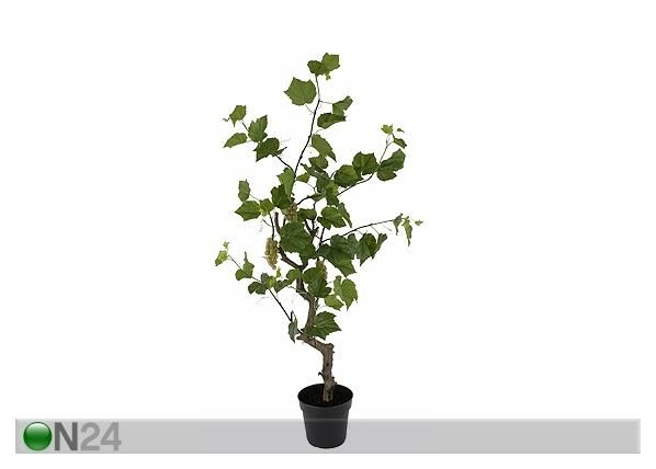 Viinamarja taim 160 cm